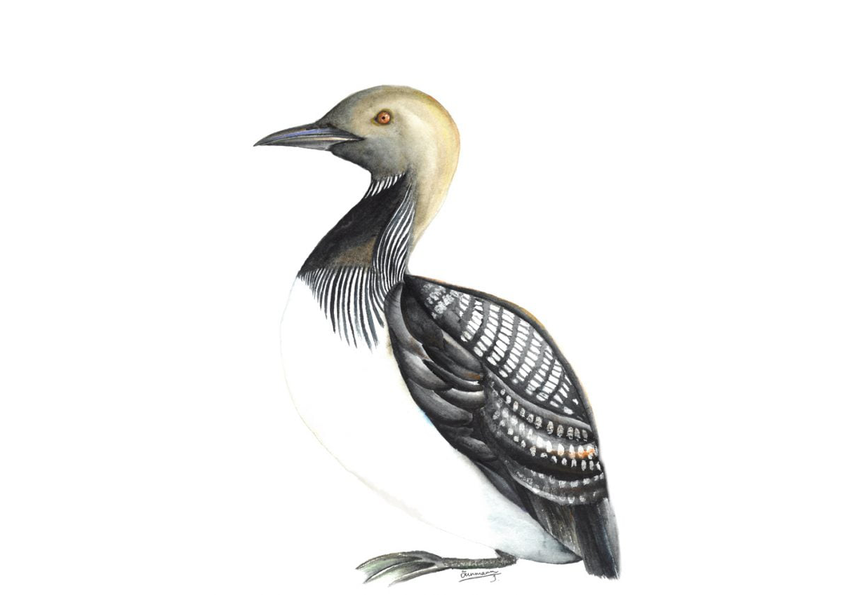 Постер Чернозобая гагара