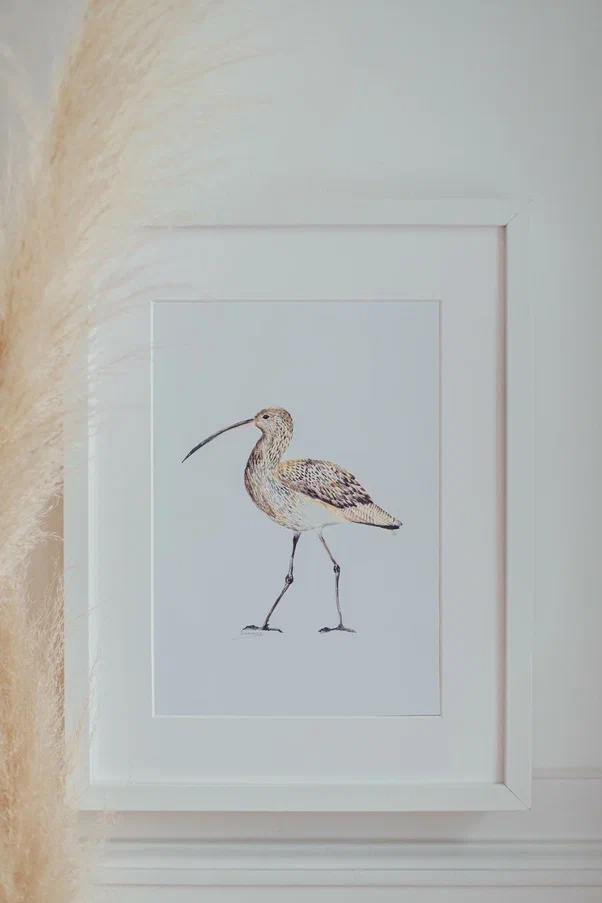 Постер Большой кроншнеп (Numenius arquata) - Image 2