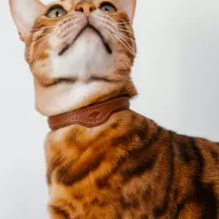 Кожаный ошейник для кошек и маленьких собак Brown - Image 2
