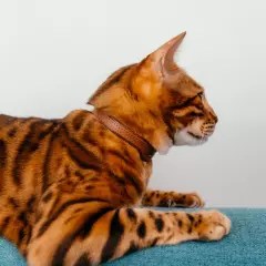 Кожаный ошейник для кошек и маленьких собак Brown - Image 4