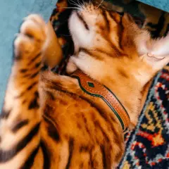 Кожаный ошейник для кошек и маленьких собак Green-Brown - Image 2