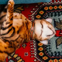 Кожаный ошейник для кошек и маленьких собак Green-Brown - Image 4
